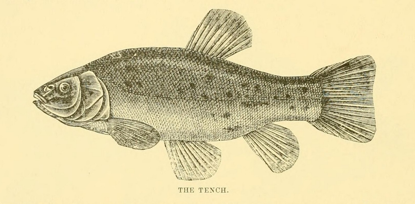 Tinca tinca (Linnaeus, 1758)